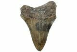 Serrated, Fossil Megalodon Tooth - South Carolina #312085-1